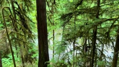 MacMillan Provincial Park Seven Wonders of Canada Vancouver island ancient Douglas fir Cathedral Grove old growth Douglas fir forest British Columbia cathedral grove huge thousand year old trees moss