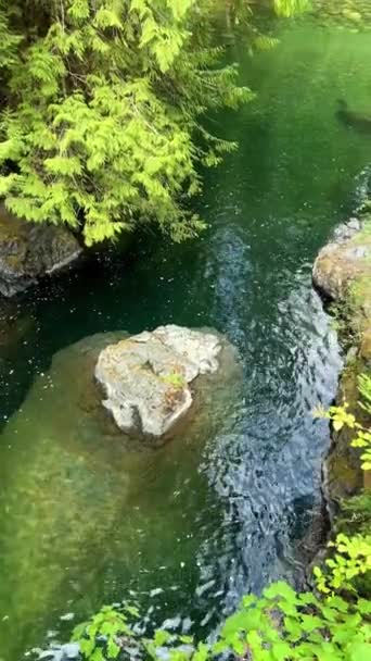 Beautiful Englishman River Waterfalls Upper Section Parksville British Columbia Canada — Wideo stockowe