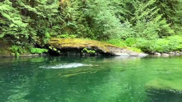 Girl Swims Green Cold River Mermaid She Visible Water Which — Stockvideo