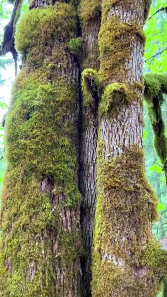 Beautiful View Upper Fall Englishman River Surrounded Mossy Rocks Lush — Vídeos de Stock