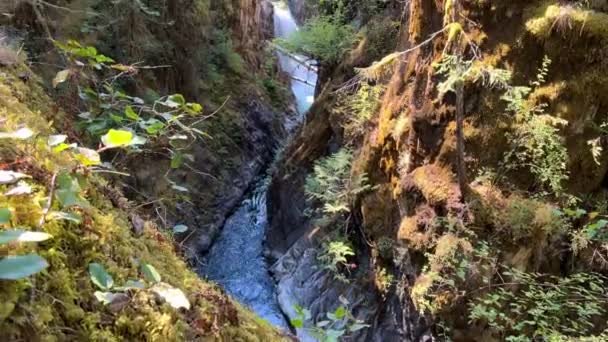 Traditional Territory Kwalikum First Nation Little Qualicum Falls Provincial Park — Stock Video