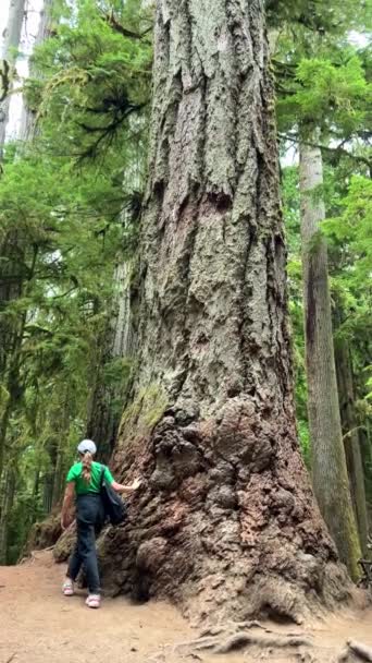 Macmillan Provincial Park Μια Έφηβη Στέκεται Κοντά Ένα Τεράστιο Δέντρο — Αρχείο Βίντεο