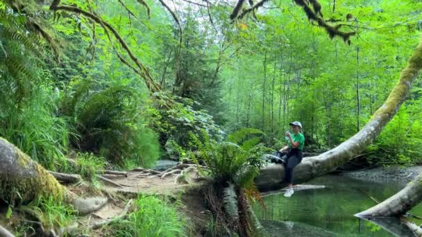 Macmillan Provincial Park Seven Wonders Canada Vancouver Island Ancient Douglas — Stockvideo