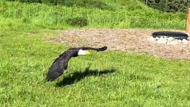 Bald Eagle Bird Training Man Mountains Canada Grouse Mountaine Resort — Vídeo de Stock