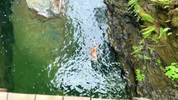 Children Jump High Cliff Water Beautiful Englishman River Waterfalls Upper — ストック動画