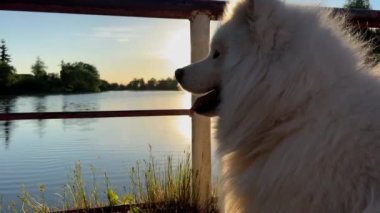 Samoyed köpek kafası ekranın sağ tarafında, gün batımının arka planına karşı bir nehir ya da bir göl yansıyor.