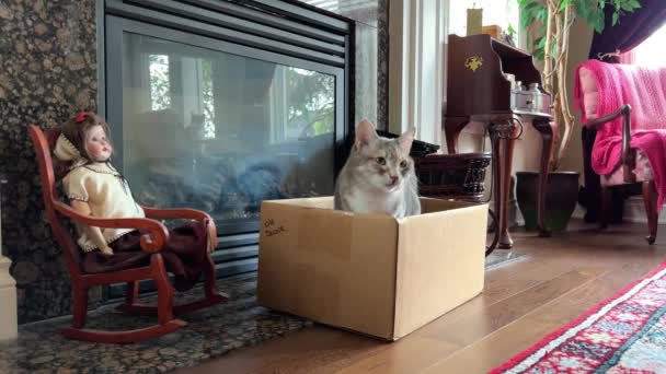 Gray Tabby Cat Sits Front Fireplace Large Box Which You — Stock Video