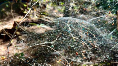 in Canada on Vancouver Island a dense cobweb in the forest many layers of a variety of cobwebs glistens in the sun there is no path all overgrown the spider tried to build its home. High quality