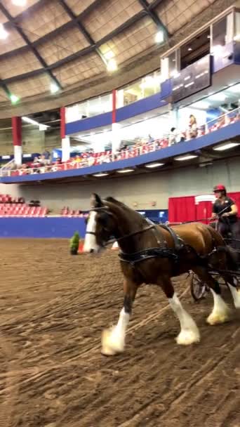Pacific Spirit Horse Show Pne Showcasing Various Equestrian Disciplines Pacific — Stock Video