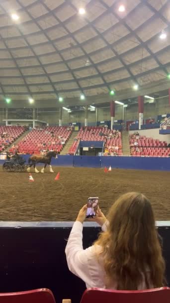 Horses Great Circus Field Hippodrome Presentation Horses People Galloping Horses — стокове відео