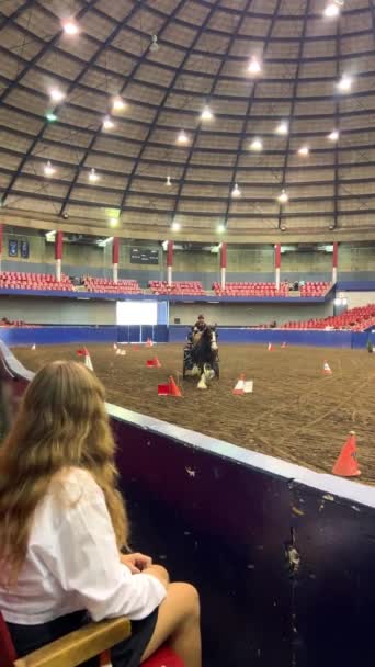 Girl White Shirt Hippodrome Looks Horses Horses Stage Large Dome — Video