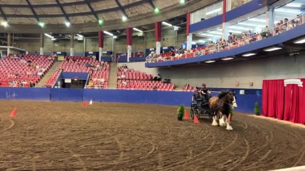 Horses Great Circus Field Hippodrome Presentation Horses People Galloping Horses — Stok video