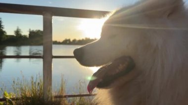 Samoyed köpek kafası ekranın sağ tarafında, gün batımının arka planına karşı bir nehir ya da bir göl yansıyor.