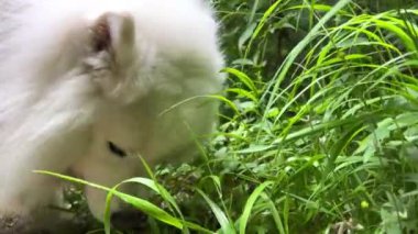 Beyaz Samoyed köpeği ilkbaharda ya da yazın yeşil çimlere gelir ve yemeye başlar. Veteriner eczanelerinde kullanılır. Uzun saçlı, yetişkin vitaminli beyaz köpek ürünleri satılır. 4k