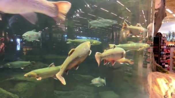 Aquarium Achter Het Glas Vissen Zwemmen Camera Pannen Langzaam Van — Stockvideo