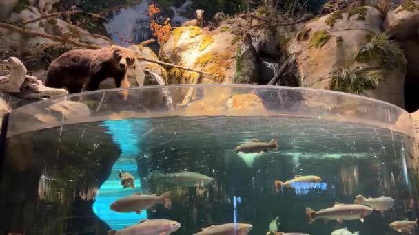 Stuffed Bear Sits Looks Aquarium Wants Catch Fish Real Fish — Stock Video
