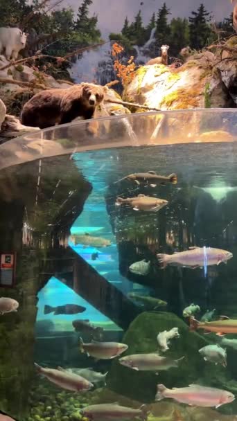 まるで魚を捕りたいかのように水族館を覗き込むぬいぐるみ水族館で泳ぐマスの大半は本物の魚背景にある澄んだ水と岩の周りの美しい — ストック動画