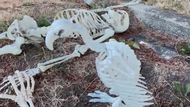 Das Skelett Sitzt Auf Dem Grab Und Blickt Von Der — Stockvideo