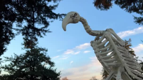 Scheletro Uccello Avvoltoio Siede Sullo Sfondo Del Cielo Cimitero Intorno — Video Stock