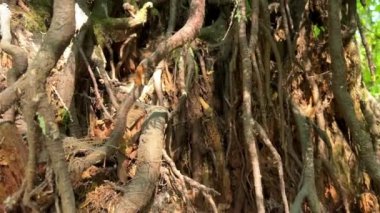 Surrey 'deki Tynehead Bölgesel Parkı' nda genç bir ağaç yetişmiş. Yerin üstünde asılı duran ve toprağa gömülen bir ağacın kökleri Kanada Britanya Kolumbiyası yağmur ormanlarında.