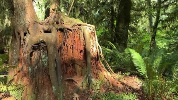 Bosque Cámara Lenta Vídeo Tynehead Regional Park Surrey Puede Ver — Vídeos de Stock