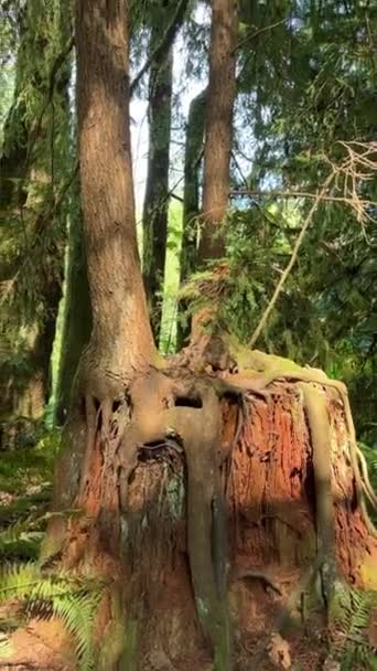 Bosque Cámara Lenta Vídeo Tynehead Regional Park Surrey Puede Ver — Vídeos de Stock