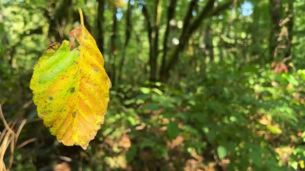 Tynehead Regional Park Surrey Geel Plakkerig Hangt Een Web Zwaait — Stockvideo