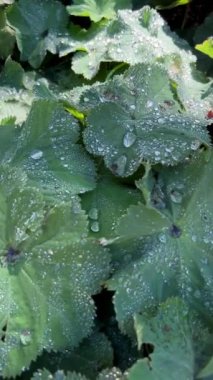 Granville Adası yarımadası ve Vancouver BC Fairview bölgesinde alışveriş bölgesi. Vancouver 'ın karşısından Vancouver şehir merkezinden Granville Caddesi Köprüsü' nün güney ucunda 09.2022 Kanada.