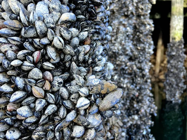 Monte Conchas Cresceu Pólos Sob Ponte Ilha Granville Pilares Entram — Fotografia de Stock