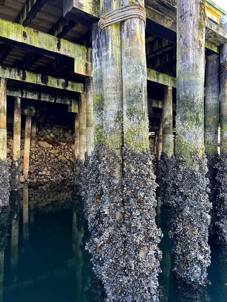 A lot of shells grew on poles under bridge Granville Island The pillars go into green still calm water old wharf Quiet calm life of snails Background for text video about Rybatskoe or ocean trip