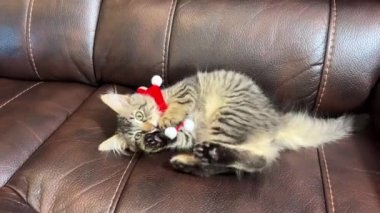 Yavru kedi, yeni yılın şerefine aldığımız tasmayı çıkarmaya çalışıyor. Ya da Noel kırmızısı beyaz halkalarla. Bir noktada izlendiğini ve derslerden vazgeçtiğini anlayın.