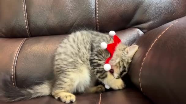 一只可爱的小猫咪正试图从他脖子上摘下他圣诞节或新年的绷带 他用前爪把她推开 然后仰卧在皮沙发上 — 图库视频影像