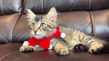 Beyaz bububoalı bir palyaço gibi kırmızı bandajlı küçük kediciğimiz kadraja bakar ve yavaşça kameraya bakar ve bulanıklaşır kahverengi deri koltukta tatlı tatlı oturur.