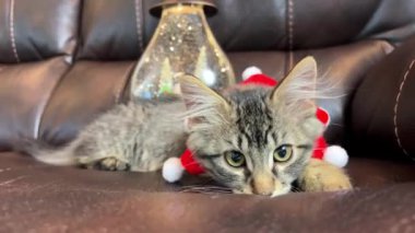 Küçük bir kedi yavrusu koyu deri bir kanepede uzanıyor boynunda balonlarla kırmızı bir bandaj var dinleniyor ve sol patisini sanki bandajı çıkarmak istiyormuş gibi sallıyor.