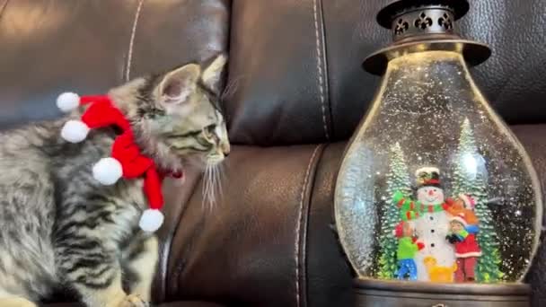 Pequeno Gatinho Aproxima Globo Neve Que Papai Noel Crianças Ele — Vídeo de Stock