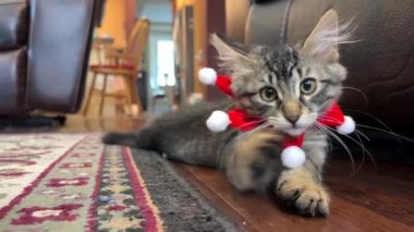 Küçük gri bir kedi yerde yatar ve boynuna bir yıldız şeklinde bakar. Balonlu kırmızı saç bandı kendini yukarı çeker, patisini değiştirir oturma odasında yerde yatar.