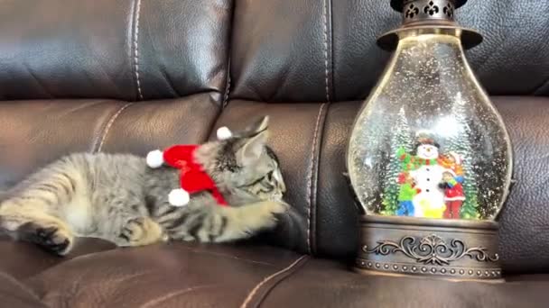 Ein Kleines Kätzchen Neujahrskleidung Nähert Sich Dem Ball Berührt Ihn — Stockvideo