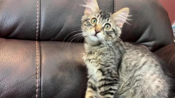 Een Klein Tabby Kitten Kijkt Naar Links Toen Draaide Hij — Stockvideo