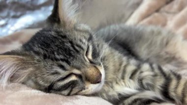 Küçük çizgili bir kedi yavrusu sessizce ve tatlı tatlı uyur, ama uyanır, başını kaldırır ve kameraya bakar, gözlerini açar, ağızlık bir kaplana çok benzer yeşil gözleri vardır