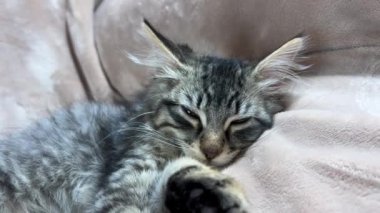 Küçük, tüylü ve çizgili bir kedi yavrusu mışıl mışıl uyuyor, bej bir battaniyenin üzerine uzanmış, kocaman kulakları var.
