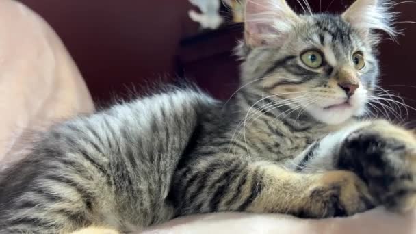 Small Kitten Siberian Cat Striped Gray Very Fluffy Sits Sofa — Stock Video