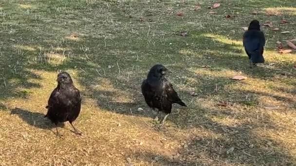 Tres Cuervos Están Caminando Sobre Hierba Amarilla Uno Ellos Cuervo — Vídeos de Stock