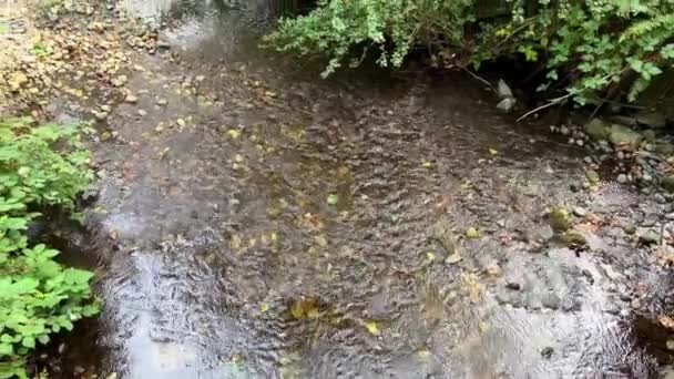 Unberührte Natur Tynehead Regional Park Surrey Ein Seichter Fluss Weil — Stockvideo