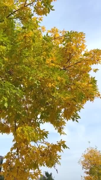 Herfst Helder Gele Bladeren Tegen Hemel Slow Motion Camera Beweegt — Stockvideo