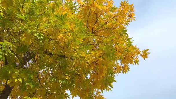 가을밝은 노란색 나뭇잎 슬로우 카메라는 옆쪽으로 이동하고 하늘은 파란색 텍스트를 — 비디오