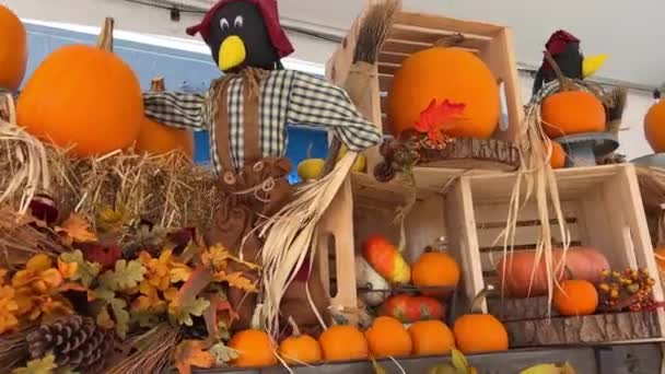 Las Vacaciones Halloween Otoño Coincide Con Cosecha Una Gran Cantidad — Vídeo de stock