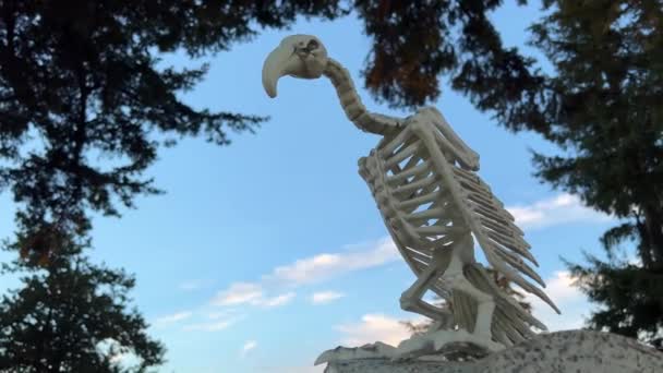 Esqueleto Pássaro Abutre Senta Contra Fundo Céu Cemitério Torno Árvores — Vídeo de Stock