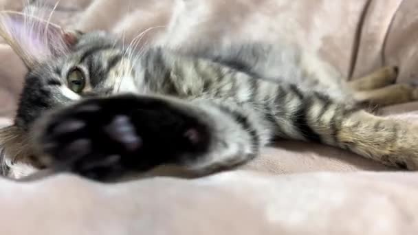 Schattig Siberisch Kitten Wijzend Naar Camera Met Zijn Pootje Alsof — Stockvideo