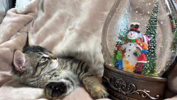 크리스마스 장식을 시베리아 고양이가 볼스에 눈덮인 지구의 눈덮인 사람이은 놀라움을 — 비디오