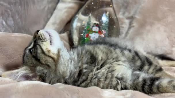 Tabby Siberian Kitten Lies Still Looks Sparkling Bunnies Run Snow — Stock Video
